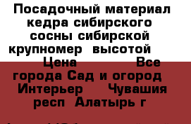 Посадочный материал кедра сибирского (сосны сибирской) крупномер, высотой 3-3.5  › Цена ­ 19 800 - Все города Сад и огород » Интерьер   . Чувашия респ.,Алатырь г.